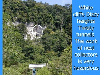 Lord Cranbrook,Swiflets Specialist.