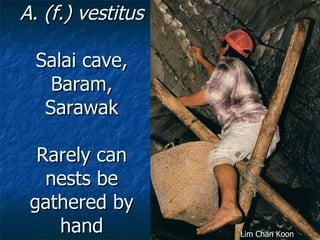 Lord Cranbrook,Swiflets Specialist.