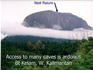 Lord Cranbrook,Swiflets Specialist.