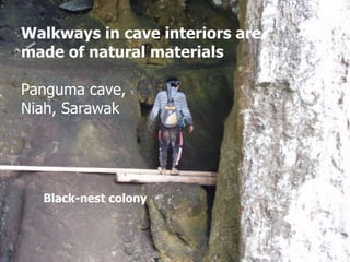 Lord Cranbrook,Swiflets Specialist.