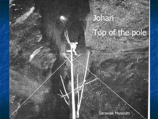 Lord Cranbrook,Swiflets Specialist.