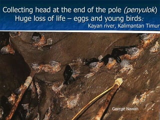 Lord Cranbrook,Swiflets Specialist.