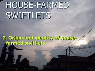 Lord Cranbrook,Swiflets Specialist.