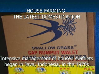 Lord Cranbrook,Swiflets Specialist.