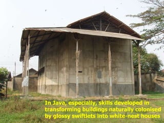 Lord Cranbrook,Swiflets Specialist.