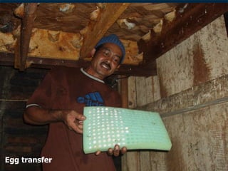 Lord Cranbrook,Swiflets Specialist.