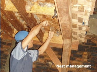 Lord Cranbrook,Swiflets Specialist.