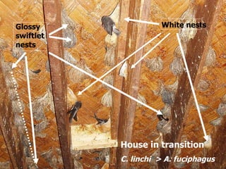 Lord Cranbrook,Swiflets Specialist.