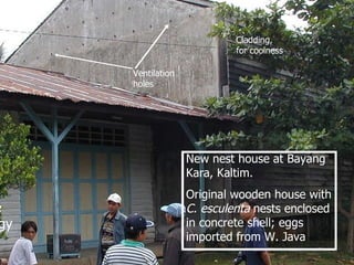 Lord Cranbrook,Swiflets Specialist.