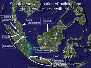 Lord Cranbrook,Swiflets Specialist.