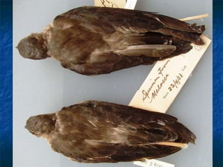 Lord Cranbrook,Swiflets Specialist.