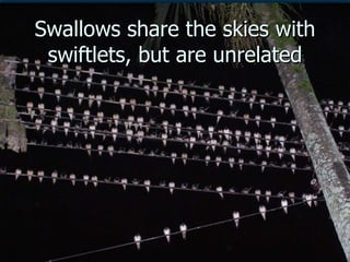 Lord Cranbrook,Swiflets Specialist.