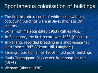 Lord Cranbrook,Swiflets Specialist.