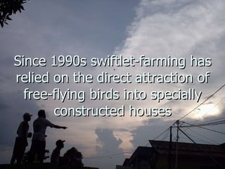 Lord Cranbrook,Swiflets Specialist.