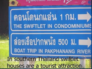 Lord Cranbrook,Swiflets Specialist.