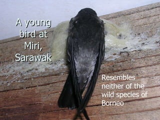 Lord Cranbrook,Swiflets Specialist.