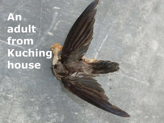 Lord Cranbrook,Swiflets Specialist.