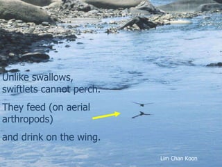 Lord Cranbrook,Swiflets Specialist.