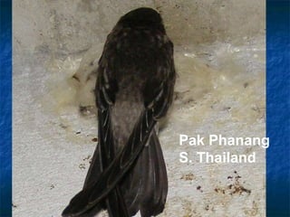 Lord Cranbrook,Swiflets Specialist.