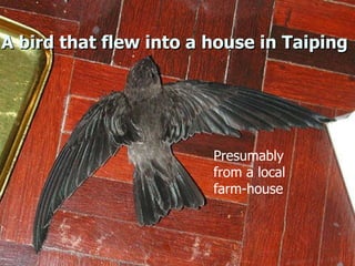 Lord Cranbrook,Swiflets Specialist.