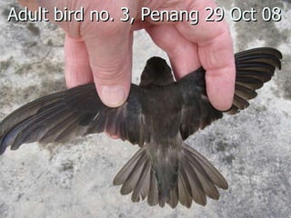 Lord Cranbrook,Swiflets Specialist.