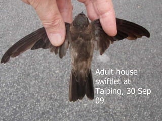 Lord Cranbrook,Swiflets Specialist.