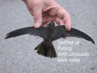 Lord Cranbrook,Swiflets Specialist.