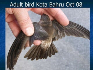 Lord Cranbrook,Swiflets Specialist.