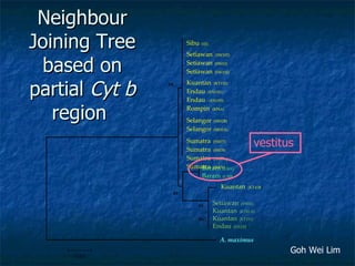 Lord Cranbrook,Swiflets Specialist.