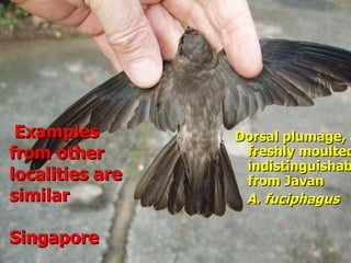 Lord Cranbrook,Swiflets Specialist.