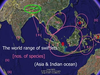 Lord Cranbrook,Swiflets Specialist.