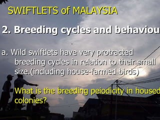 Lord Cranbrook,Swiflets Specialist.