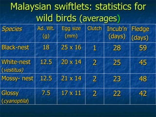 Lord Cranbrook,Swiflets Specialist.