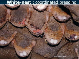 Lord Cranbrook,Swiflets Specialist.