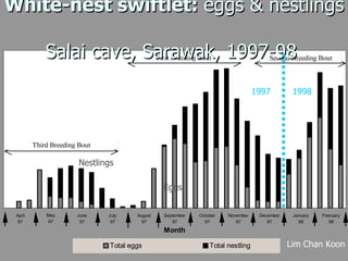 Lord Cranbrook,Swiflets Specialist.