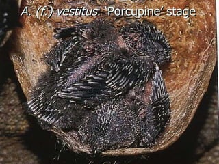 Lord Cranbrook,Swiflets Specialist.