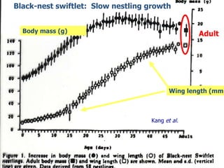 Lord Cranbrook,Swiflets Specialist.