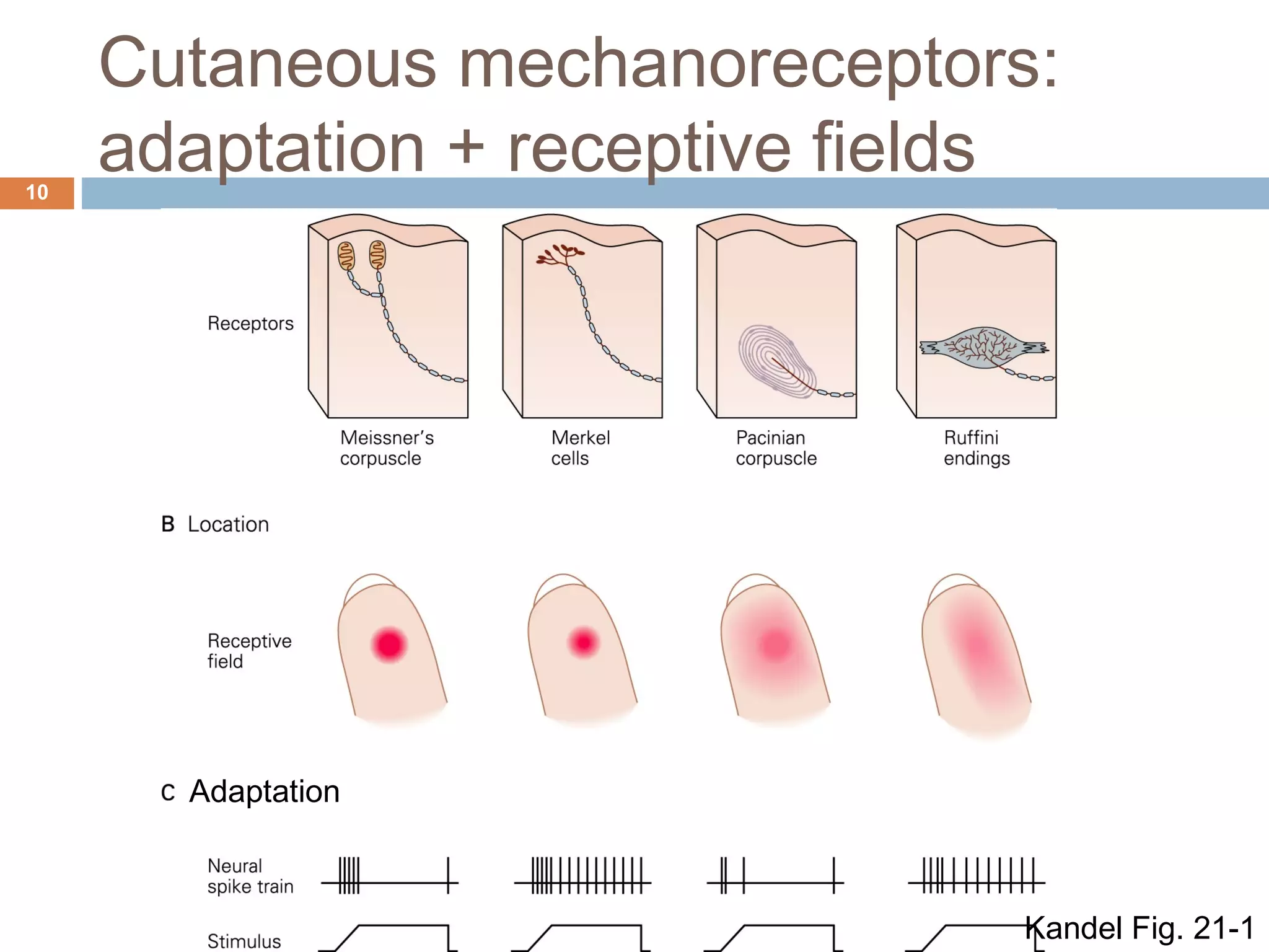 Cutaneous mechanoreceptors:
adaptation + receptive fields10
Kandel Fig. 21-1
Adaptation
 