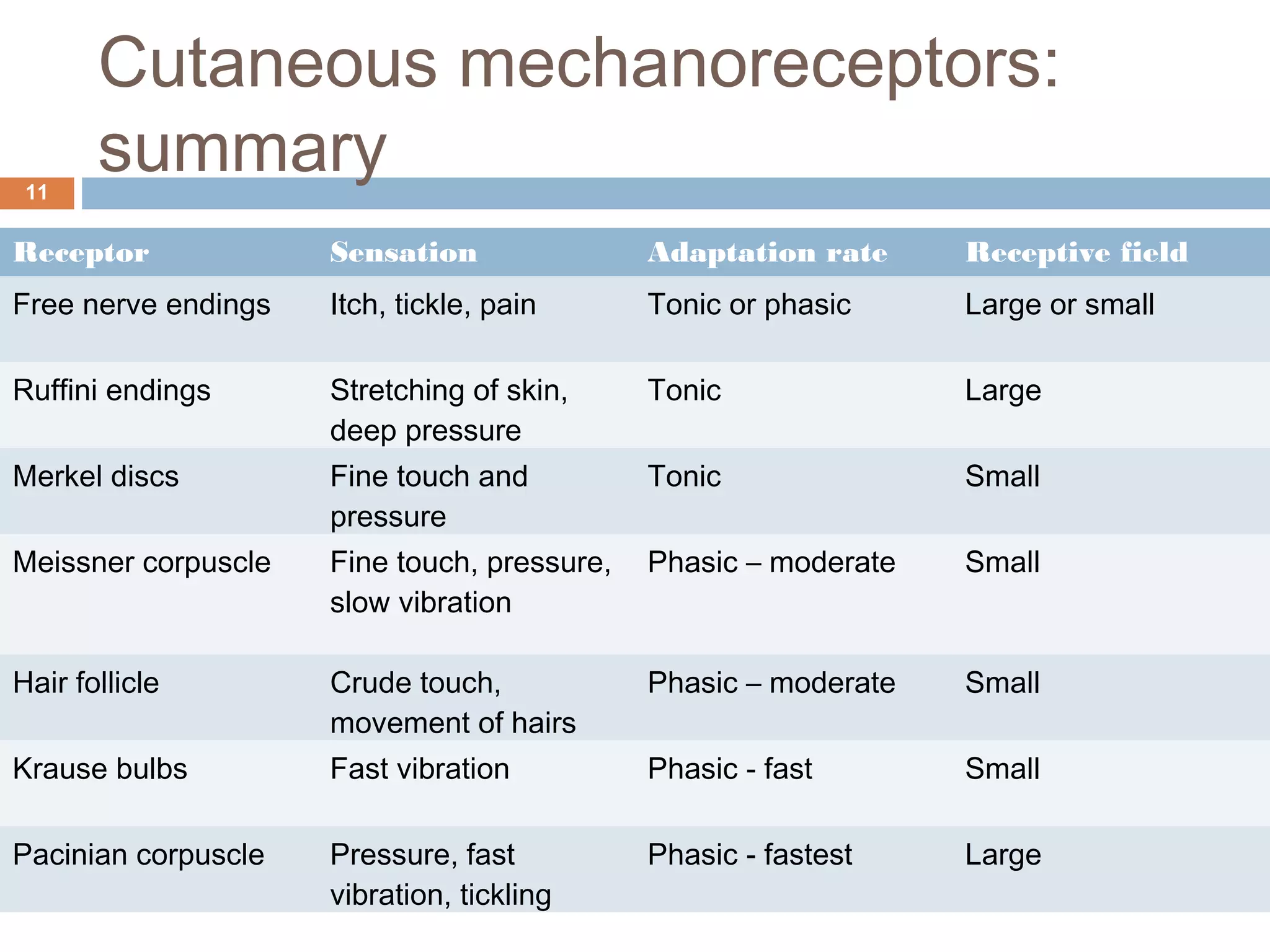 Cutaneous mechanoreceptors:
summary11
Receptor Sensation Adaptation rate Receptive field
Free nerve endings Itch, tickle, pain Tonic or phasic Large or small
Ruffini endings Stretching of skin,
deep pressure
Tonic Large
Merkel discs Fine touch and
pressure
Tonic Small
Meissner corpuscle Fine touch, pressure,
slow vibration
Phasic – moderate Small
Hair follicle Crude touch,
movement of hairs
Phasic – moderate Small
Krause bulbs Fast vibration Phasic - fast Small
Pacinian corpuscle Pressure, fast
vibration, tickling
Phasic - fastest Large
 