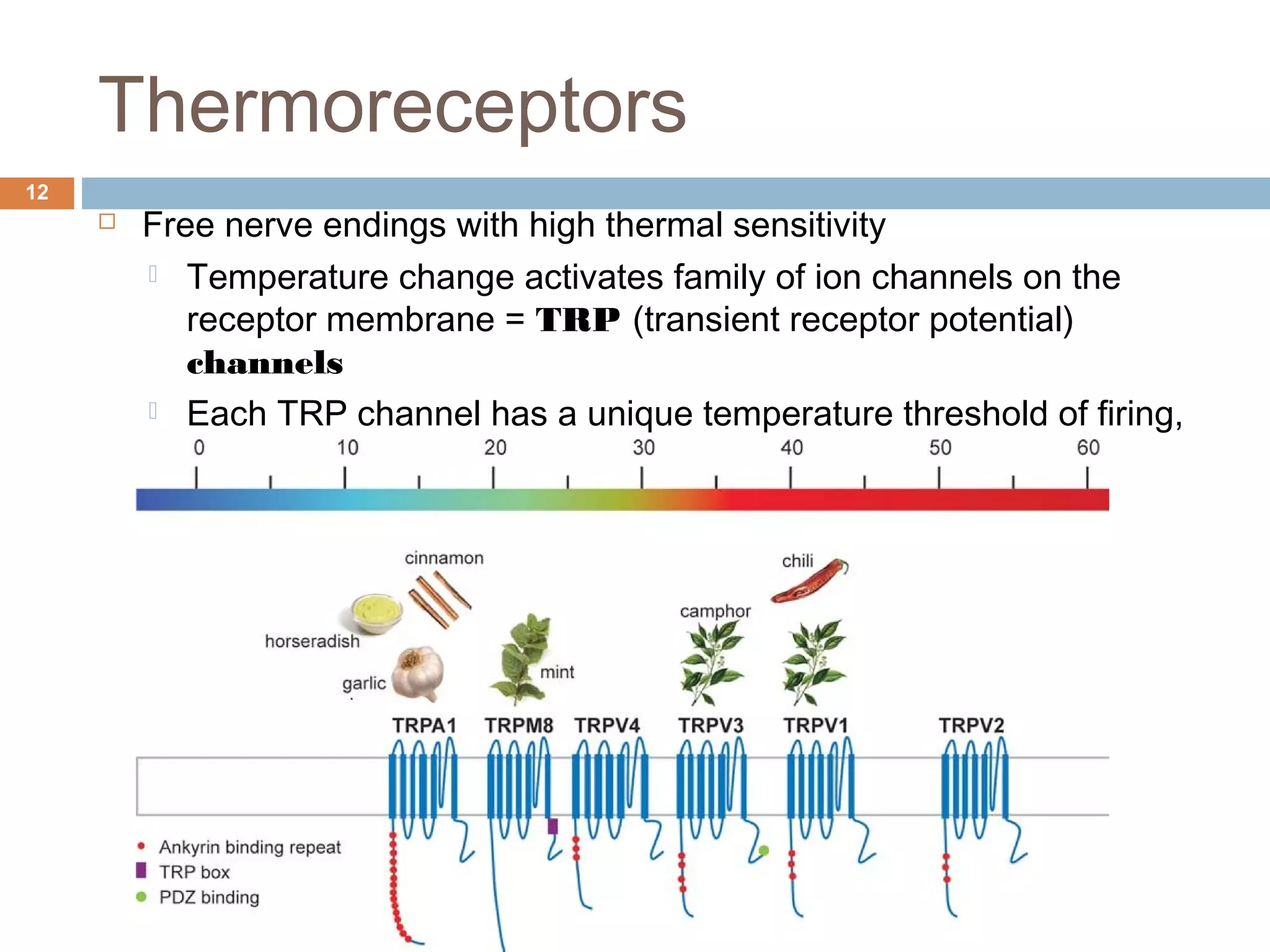 Thermoreceptors
12
 Free nerve endings with high thermal sensitivity
 Temperature change activates family of ion channels on the
receptor membrane = TRP (transient receptor potential)
channels
 Each TRP channel has a unique temperature threshold of firing,
and is sensitive to various chemical agonists
 