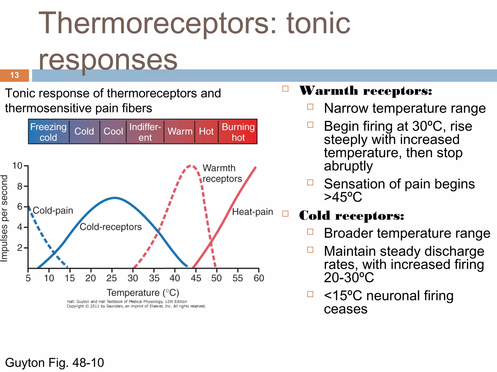 Thermoreceptors: tonic
responses13
Guyton Fig. 48-10
 Warmth receptors:
 Narrow temperature range
 Begin firing at 30ºC, rise
steeply with increased
temperature, then stop
abruptly
 Sensation of pain begins
>45ºC
 Cold receptors:
 Broader temperature range
 Maintain steady discharge
rates, with increased firing
20-30ºC
 <15ºC neuronal firing
ceases
Tonic response of thermoreceptors and
thermosensitive pain fibers
 