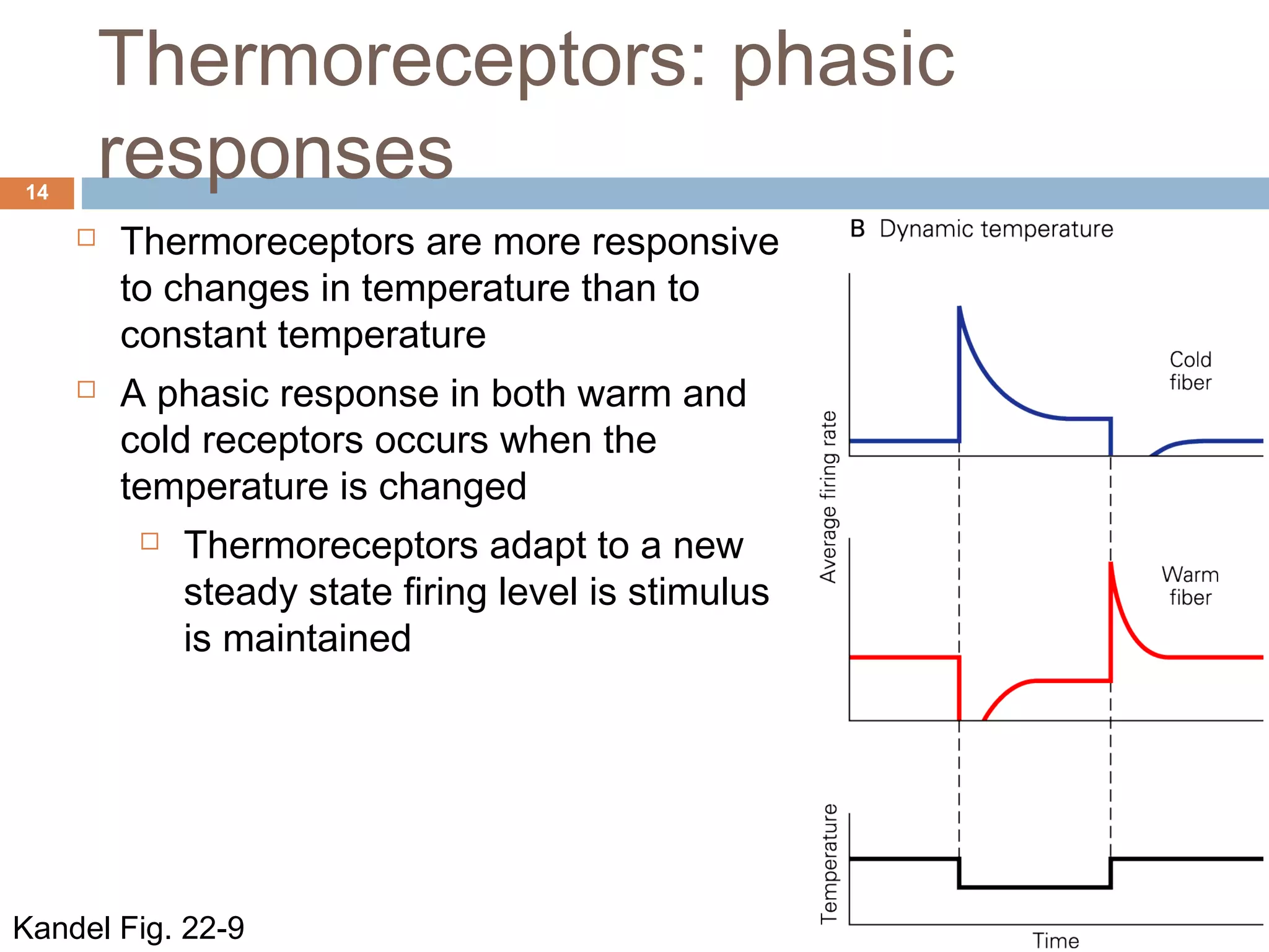 Thermoreceptors: phasic
responses14
Kandel Fig. 22-9
 Thermoreceptors are more responsive
to changes in temperature than to
constant temperature
 A phasic response in both warm and
cold receptors occurs when the
temperature is changed
 Thermoreceptors adapt to a new
steady state firing level is stimulus
is maintained
 
