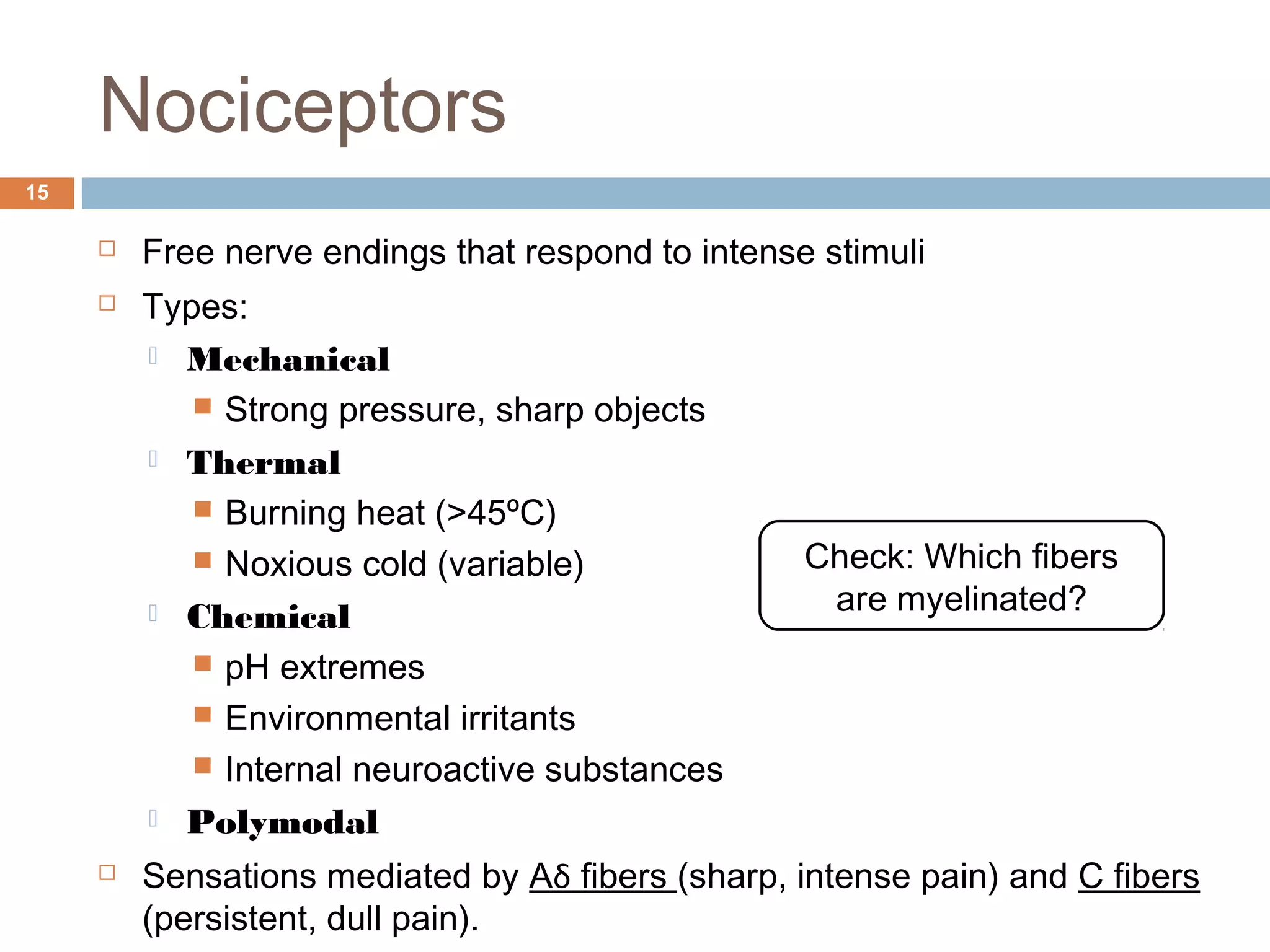 Nociceptors
15
 Free nerve endings that respond to intense stimuli
 Types:
 Mechanical
 Strong pressure, sharp objects
 Thermal
 Burning heat (>45ºC)
 Noxious cold (variable)
 Chemical
 pH extremes
 Environmental irritants
 Internal neuroactive substances
 Polymodal
 Sensations mediated by Aδ fibers (sharp, intense pain) and C fibers
(persistent, dull pain).
Check: Which fibers
are myelinated?
 
