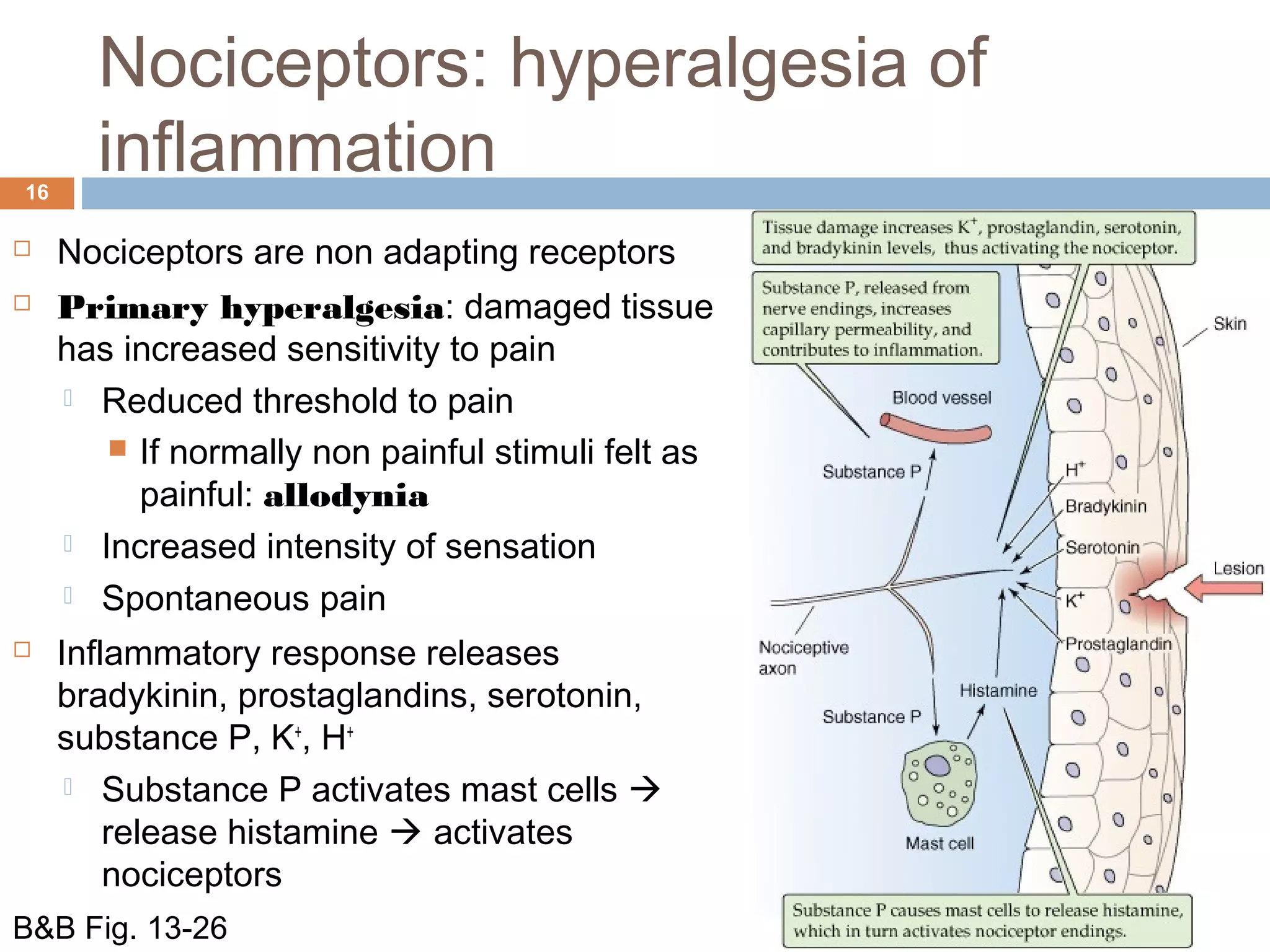 Nociceptors: hyperalgesia of
inflammation16
 Nociceptors are non adapting receptors
 Primary hyperalgesia: damaged tissue
has increased sensitivity to pain
 Reduced threshold to pain
 If normally non painful stimuli felt as
painful: allodynia
 Increased intensity of sensation
 Spontaneous pain
 Inflammatory response releases
bradykinin, prostaglandins, serotonin,
substance P, K+
, H+
 Substance P activates mast cells 
release histamine  activates
nociceptors
B&B Fig. 13-26
 