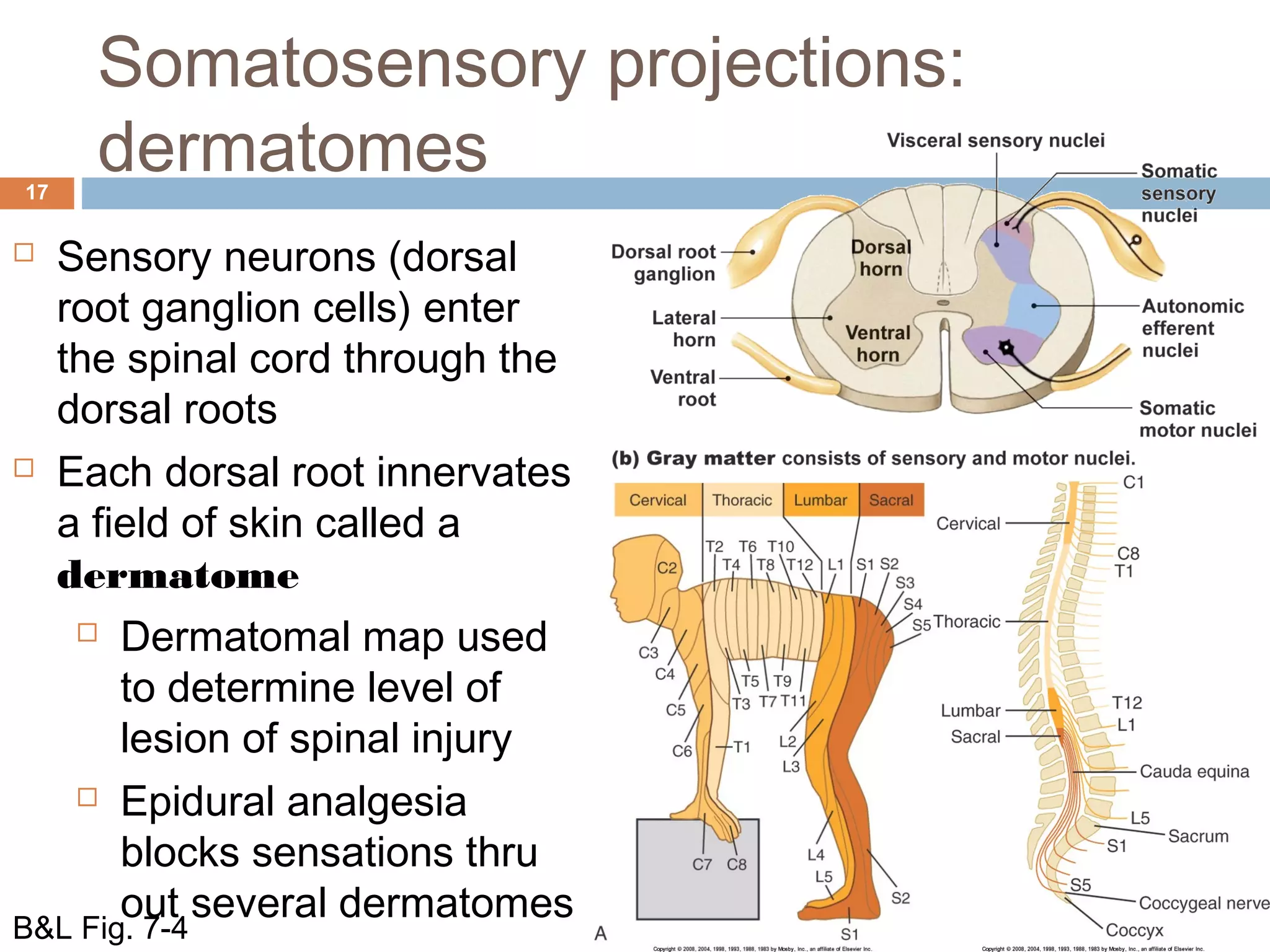 Somatosensory projections:
dermatomes17
 Sensory neurons (dorsal
root ganglion cells) enter
the spinal cord through the
dorsal roots
 Each dorsal root innervates
a field of skin called a
dermatome
 Dermatomal map used
to determine level of
lesion of spinal injury
 Epidural analgesia
blocks sensations thru
out several dermatomes
B&L Fig. 7-4
 