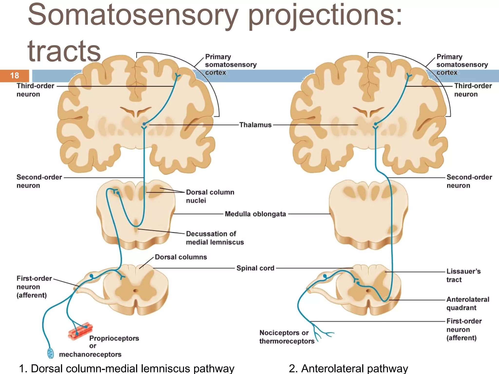 Somatosensory projections:
tracts
18
2. Anterolateral pathway1. Dorsal column-medial lemniscus pathway
 