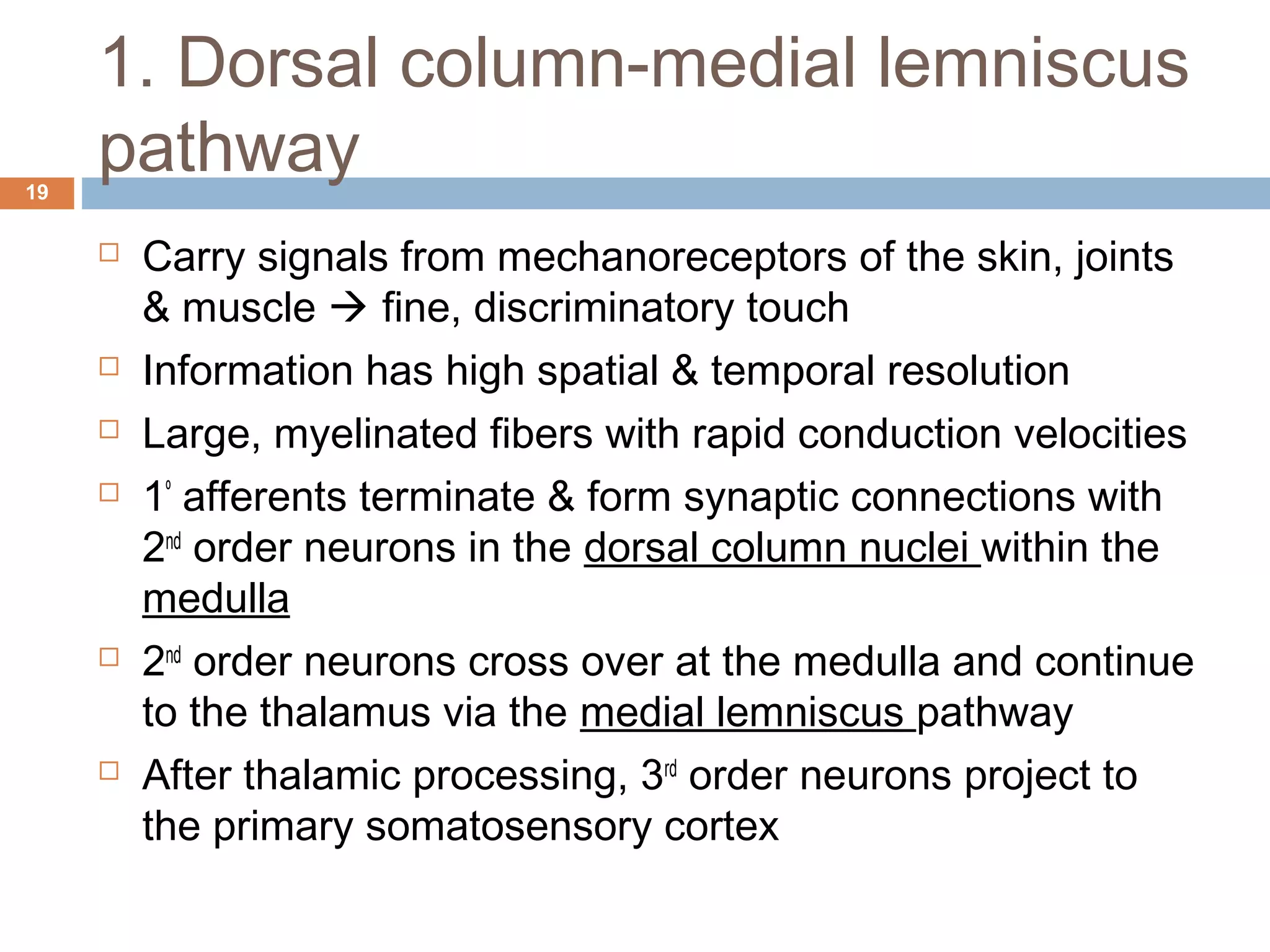 1. Dorsal column-medial lemniscus
pathway19
 Carry signals from mechanoreceptors of the skin, joints
& muscle  fine, discriminatory touch
 Information has high spatial & temporal resolution
 Large, myelinated fibers with rapid conduction velocities
 1º
afferents terminate & form synaptic connections with
2nd
order neurons in the dorsal column nuclei within the
medulla
 2nd
order neurons cross over at the medulla and continue
to the thalamus via the medial lemniscus pathway
 After thalamic processing, 3rd
order neurons project to
the primary somatosensory cortex
 