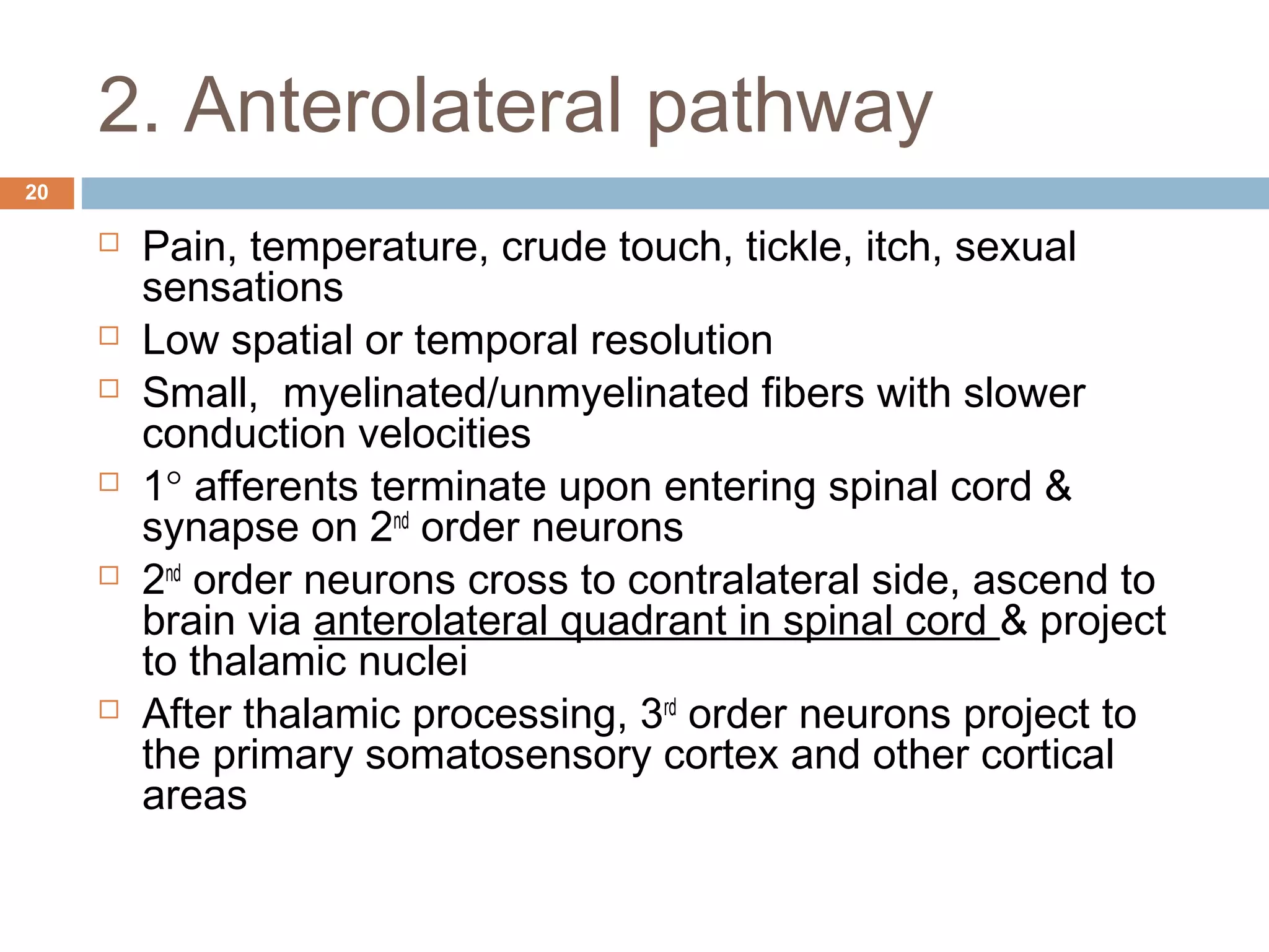 2. Anterolateral pathway
20
 Pain, temperature, crude touch, tickle, itch, sexual
sensations
 Low spatial or temporal resolution
 Small, myelinated/unmyelinated fibers with slower
conduction velocities
 1° afferents terminate upon entering spinal cord &
synapse on 2nd
order neurons
 2nd
order neurons cross to contralateral side, ascend to
brain via anterolateral quadrant in spinal cord & project
to thalamic nuclei
 After thalamic processing, 3rd
order neurons project to
the primary somatosensory cortex and other cortical
areas
 