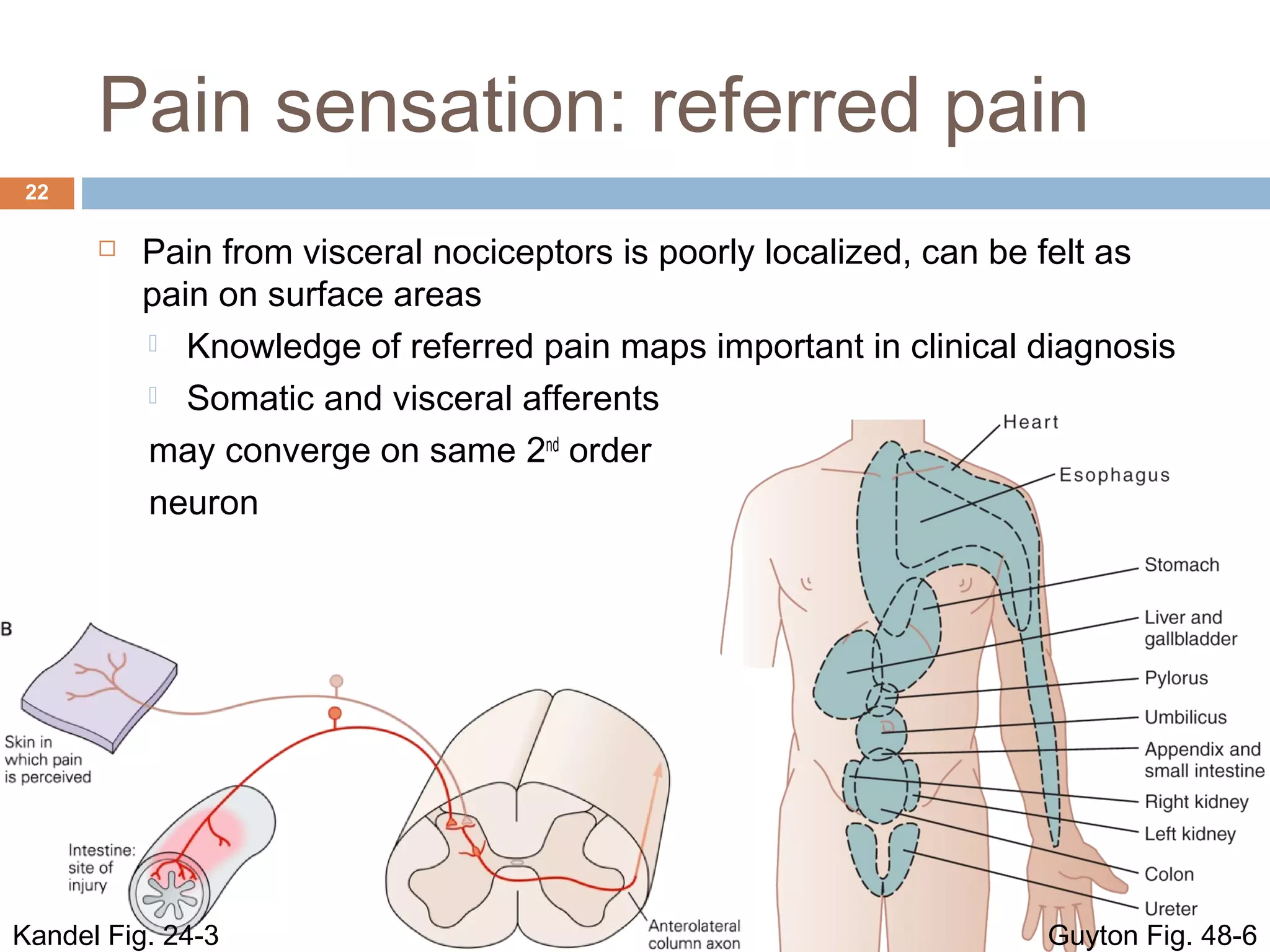 Pain sensation: referred pain
22
 Pain from visceral nociceptors is poorly localized, can be felt as
pain on surface areas
 Knowledge of referred pain maps important in clinical diagnosis
 Somatic and visceral afferents
may converge on same 2nd
order
neuron
Guyton Fig. 48-6Kandel Fig. 24-3
 