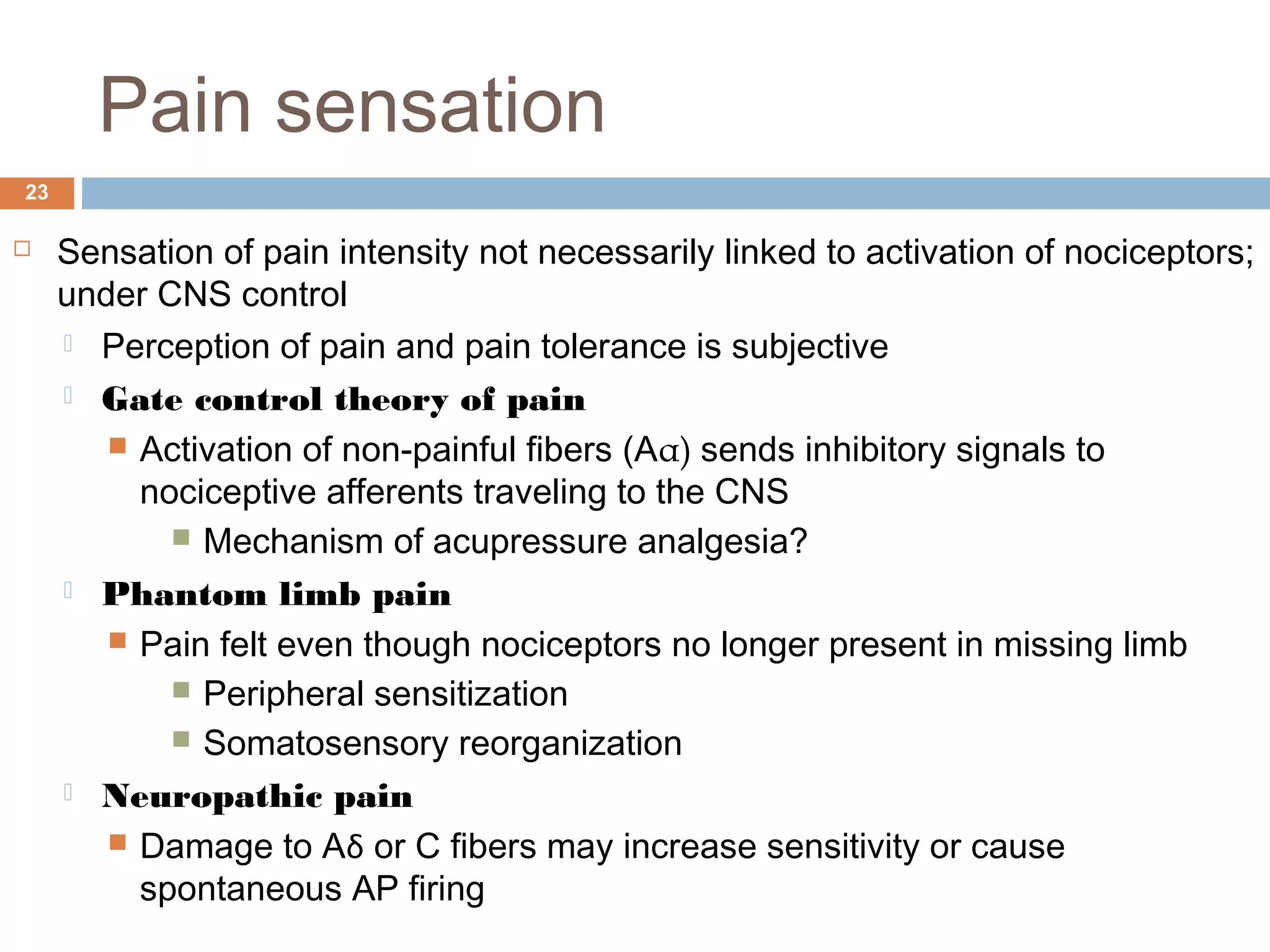 Pain sensation
23
 Sensation of pain intensity not necessarily linked to activation of nociceptors;
under CNS control
 Perception of pain and pain tolerance is subjective
 Gate control theory of pain
 Activation of non-painful fibers (Aα) sends inhibitory signals to
nociceptive afferents traveling to the CNS
 Mechanism of acupressure analgesia?
 Phantom limb pain
 Pain felt even though nociceptors no longer present in missing limb
 Peripheral sensitization
 Somatosensory reorganization
 Neuropathic pain
 Damage to Aδ or C fibers may increase sensitivity or cause
spontaneous AP firing
 